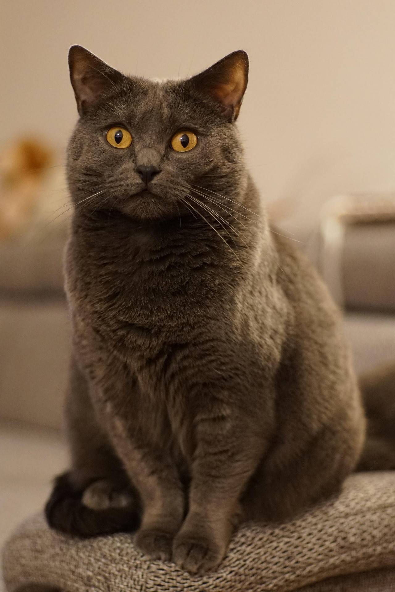 Chartreux  Temperament and Lifestyle Fit
