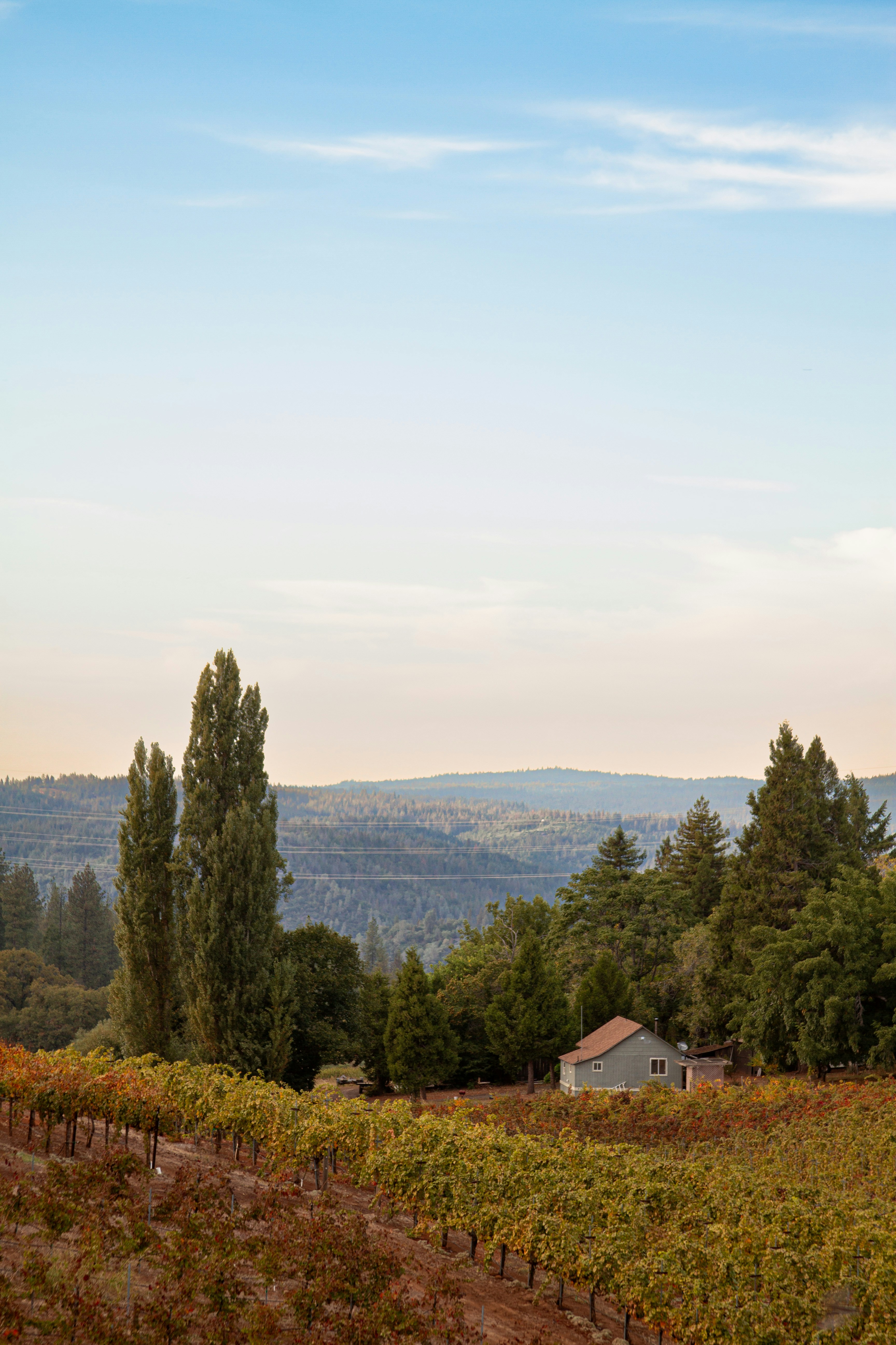 a vineyard with a house in the distance