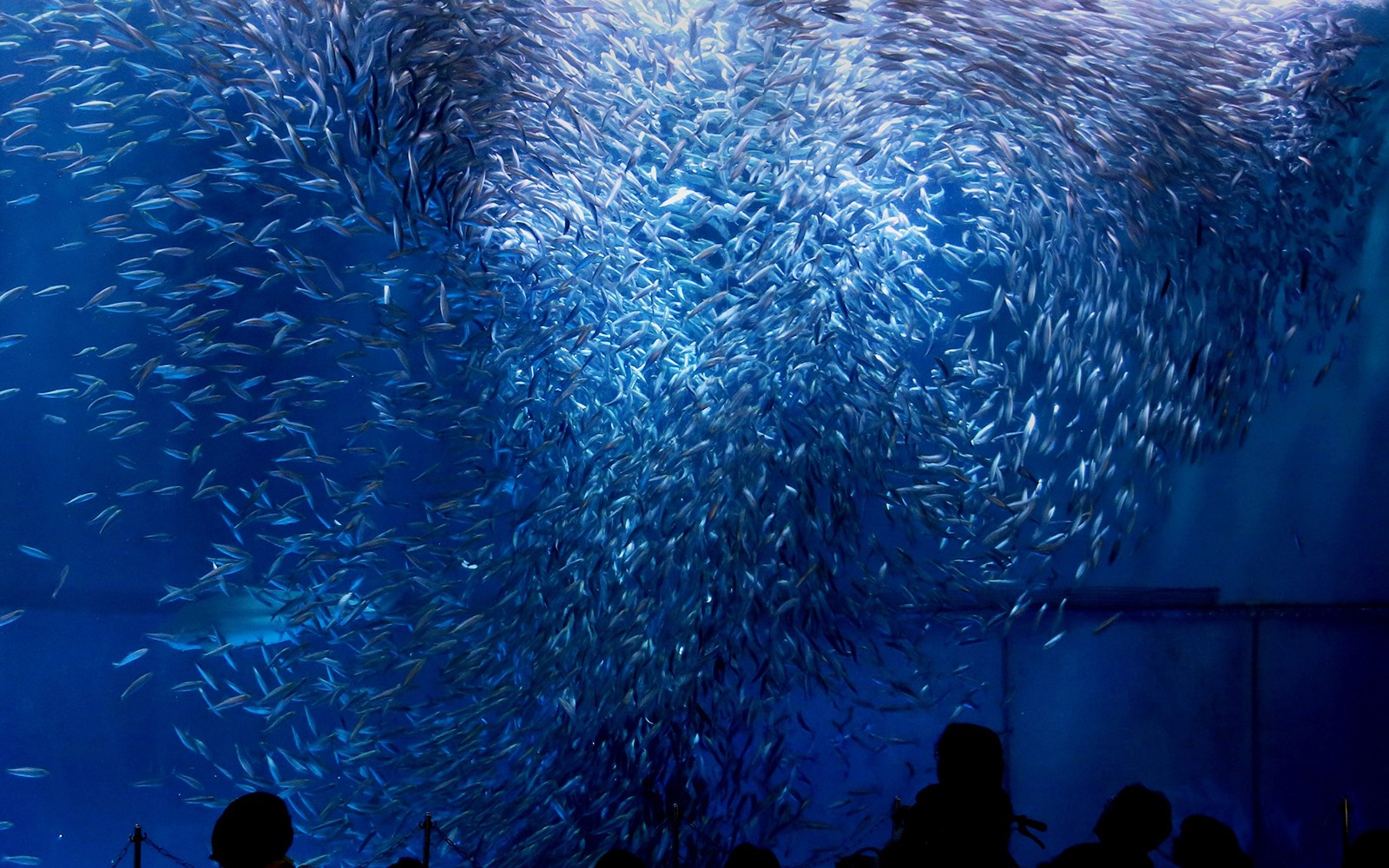 School of fish swimming at Port of Nagoya Public Aquarium.