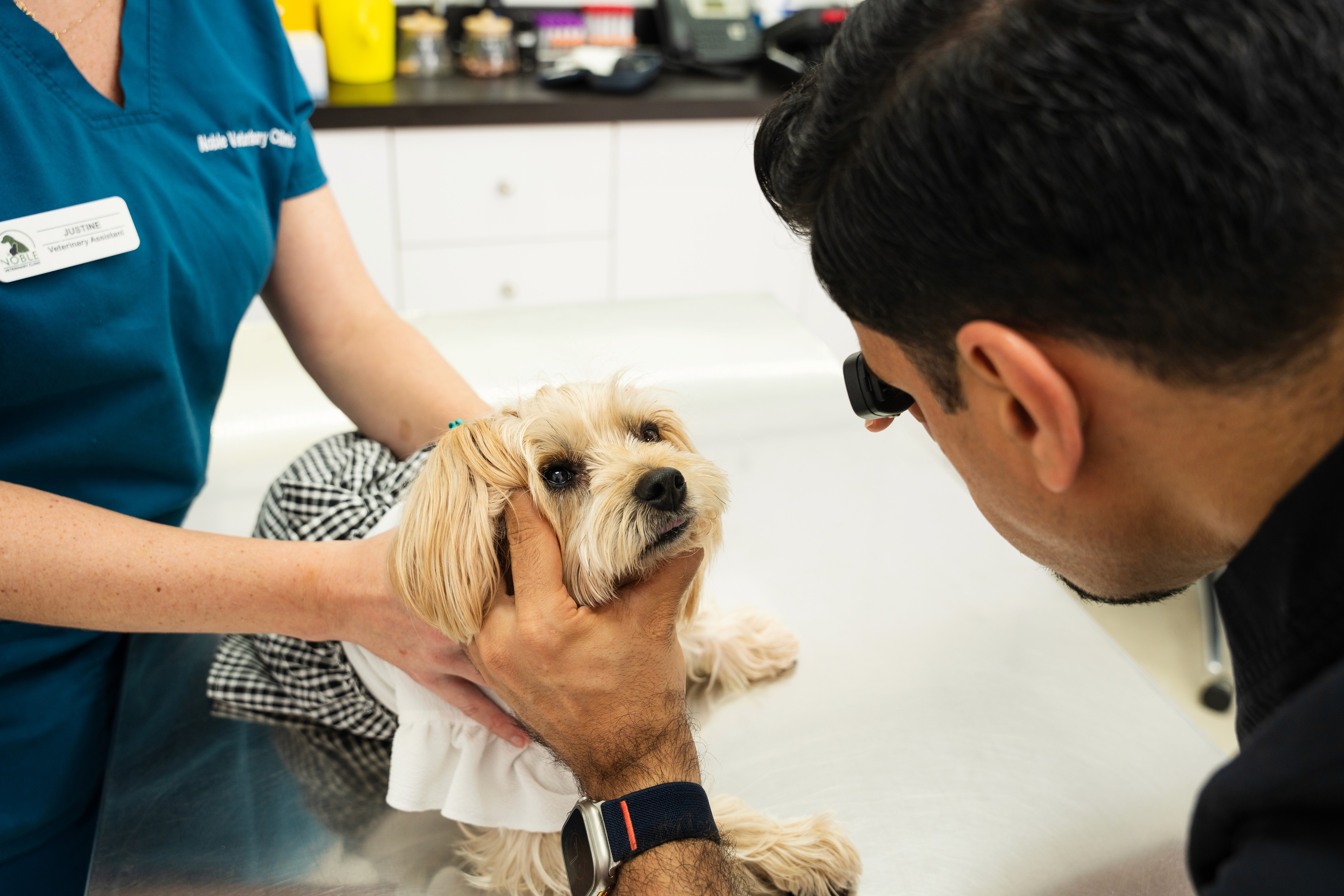 Dr. Soheyl Simaei checks on a dog after overeating too many dates at home; he looks for any signs of allergic reaction in the dog.