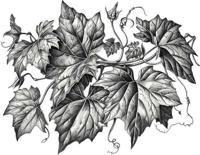 monochrome vintage leaf line art style