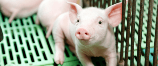 Piglet