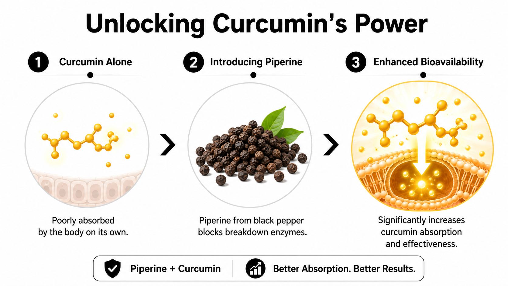 A diagram illustrating how piperine from black pepper improves the body's absorption of curcumin supplements.
