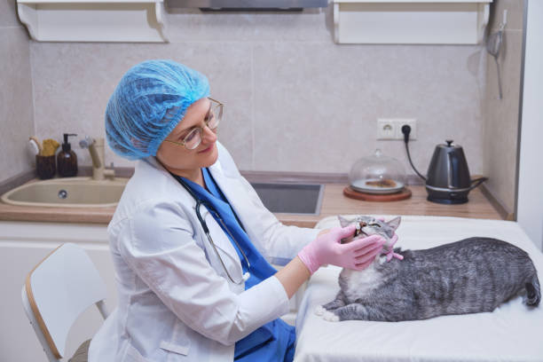 A veterinarian performs and oral exam and diagnosis on a cat patient