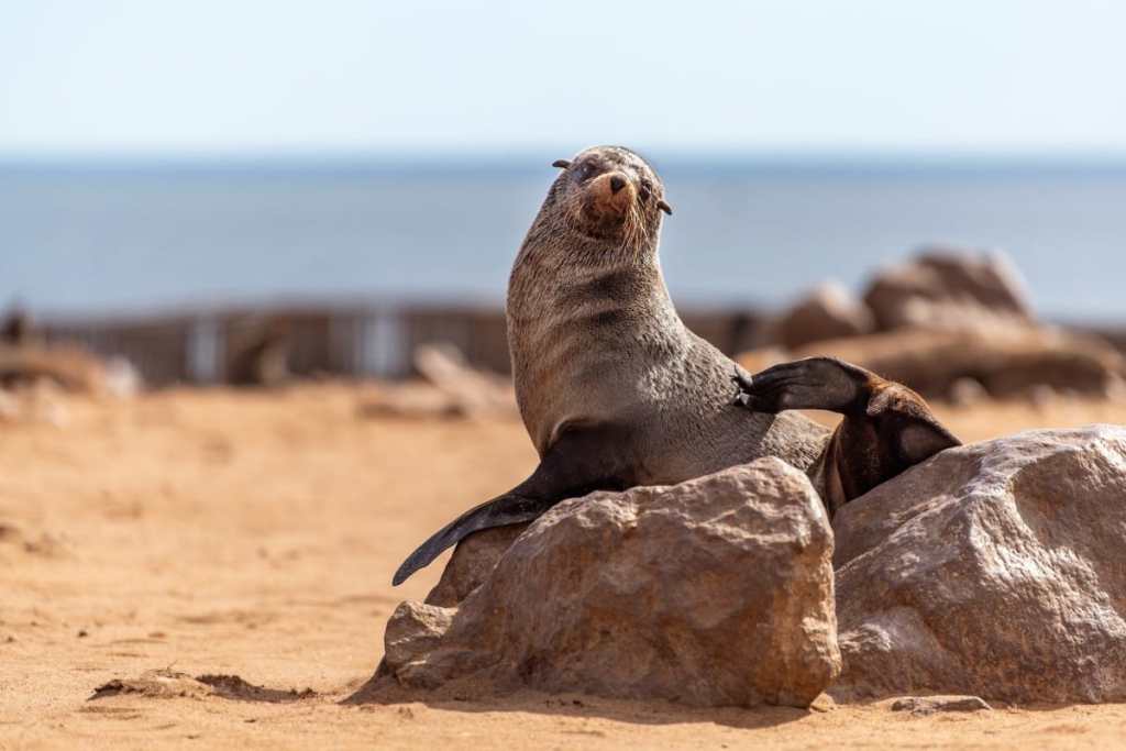 Seal at Cape Cross Seal Reserve, Namibia