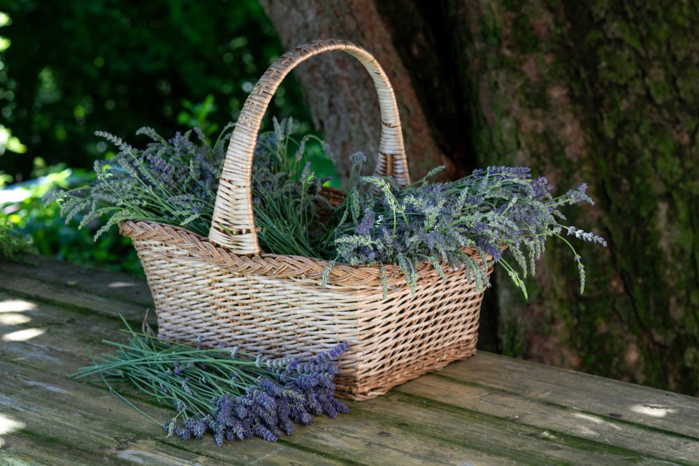a lot of lavender sprigs in a basket
