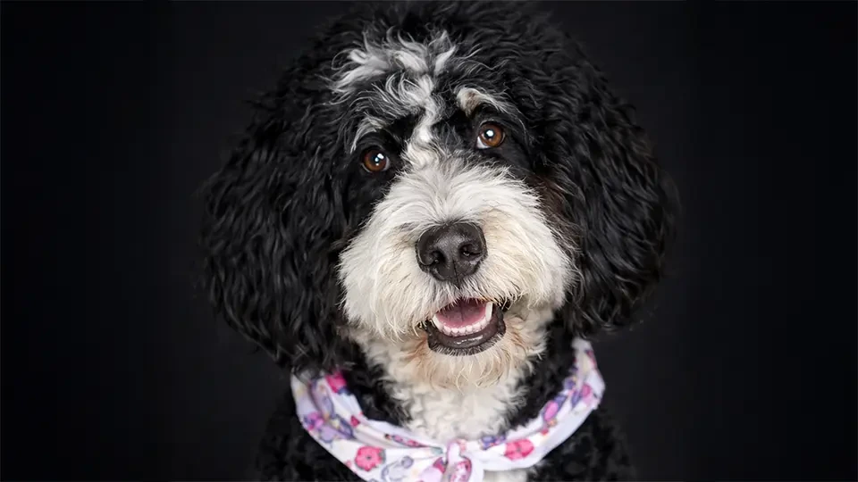 Luna the store mascot, a happy black and white dog wearing a floral bandana and smiling at the camera.
