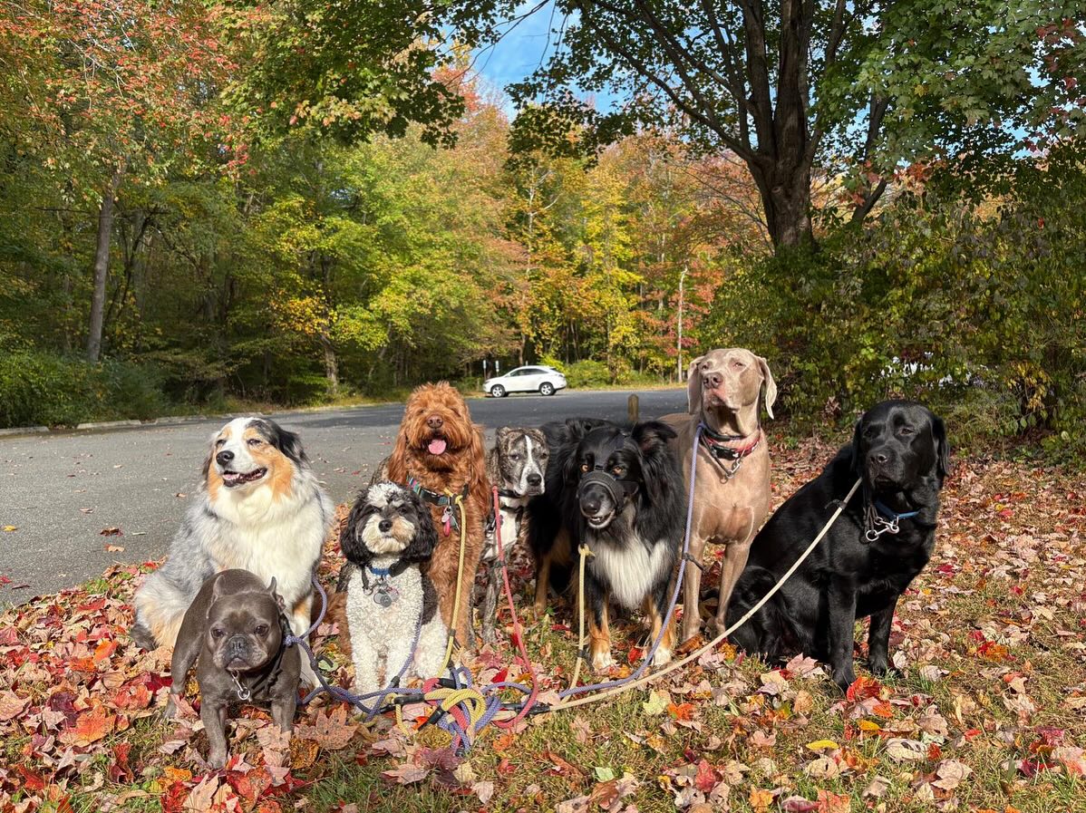 Seven dogs on leashes during dog walking in Maryland, autumn setting