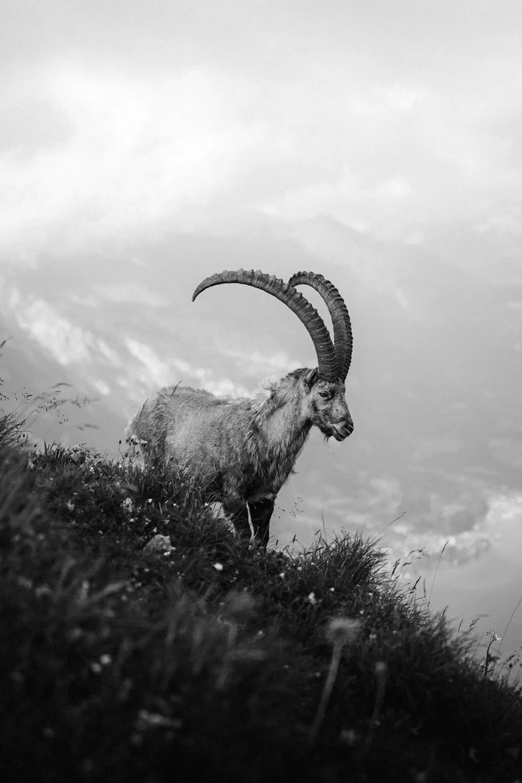 Goat in Bern Switzerland
