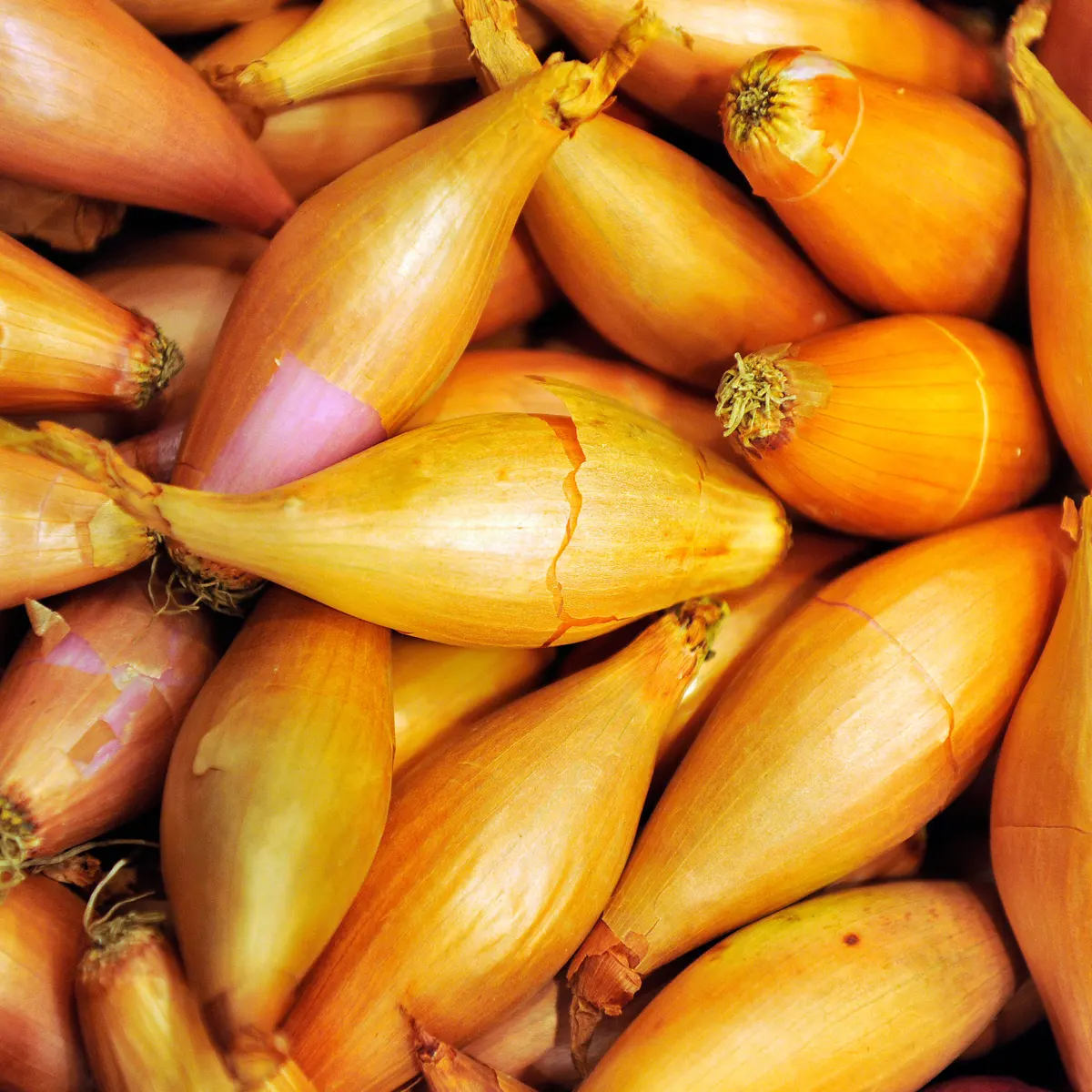 two people looking at a tablet and smiling