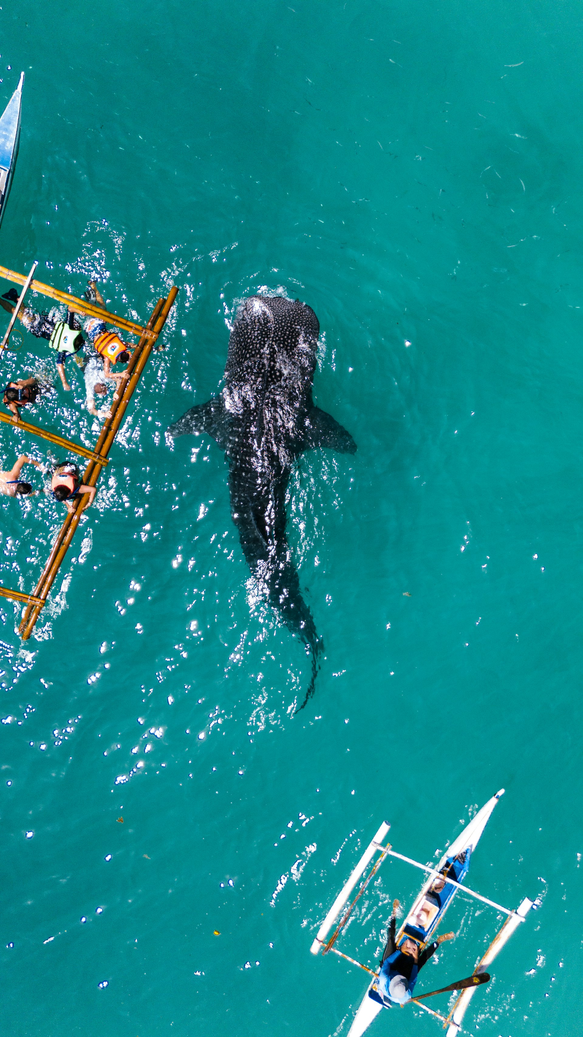 Aerial view of snorkelers watching a whale shark beside a bamboo fishing platform