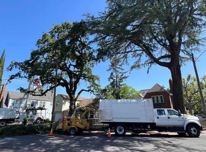 Cutting Down Tree in Neighborhood