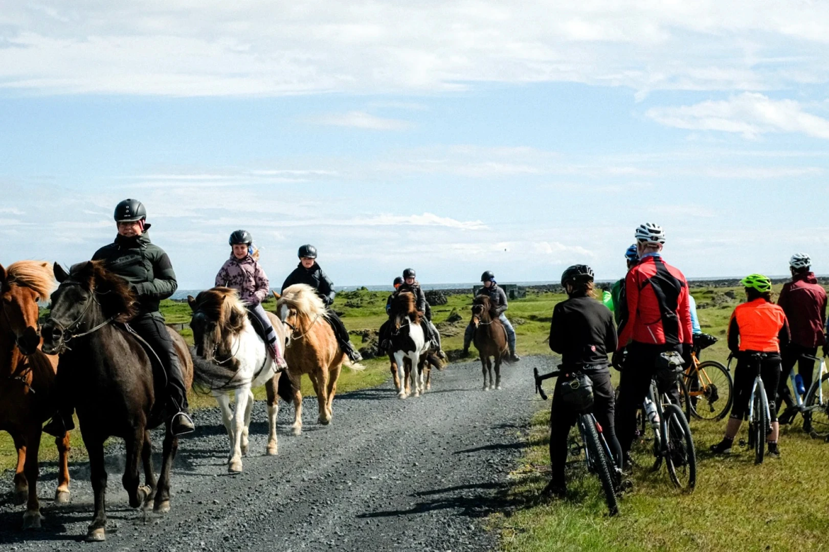 Polite cyclists stop to let Icelandic horses pass them on a road