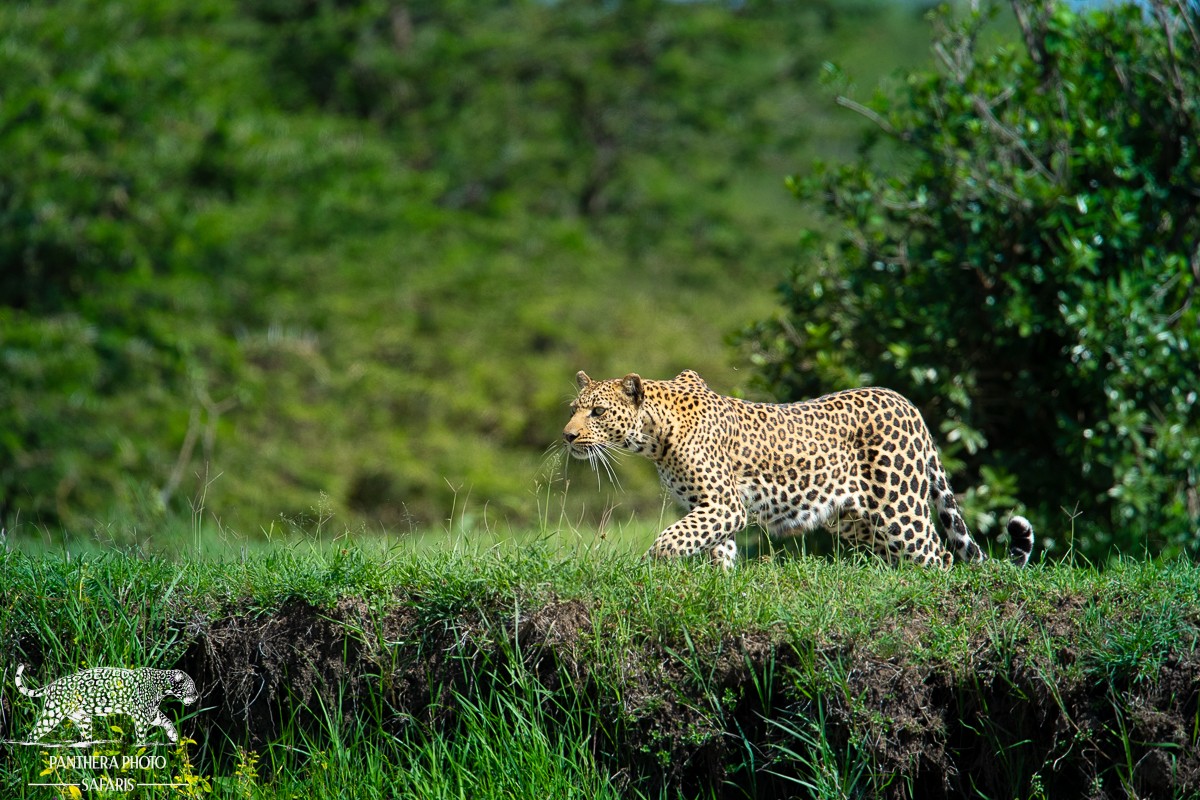 Best places in Africa to Photography Leopards | Panthera Photo Safaris