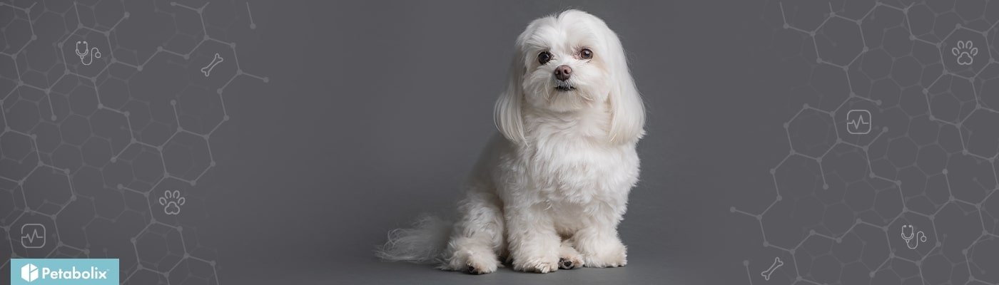 Maltese image