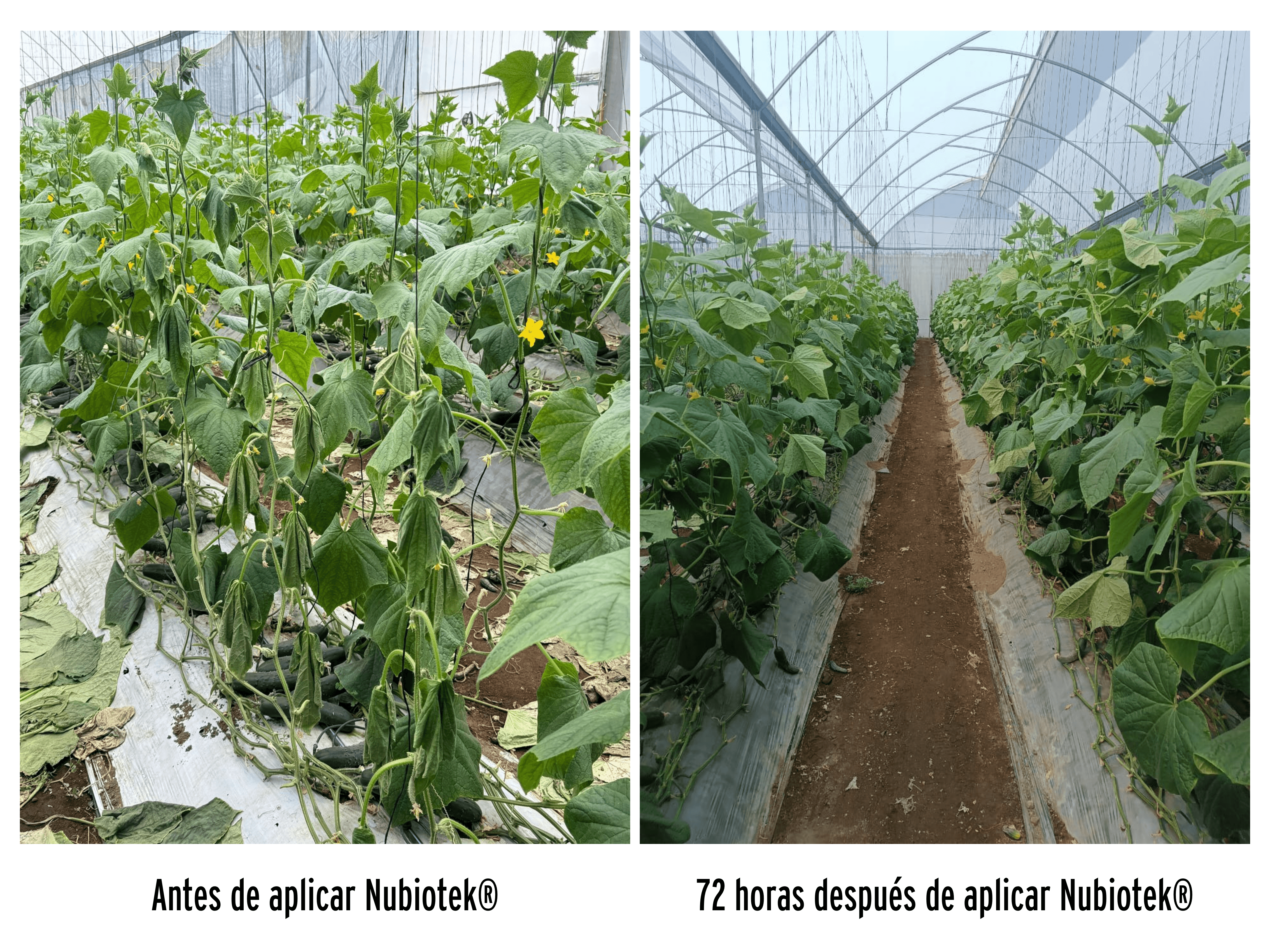 Antes y despues de aplicar Nubitek®