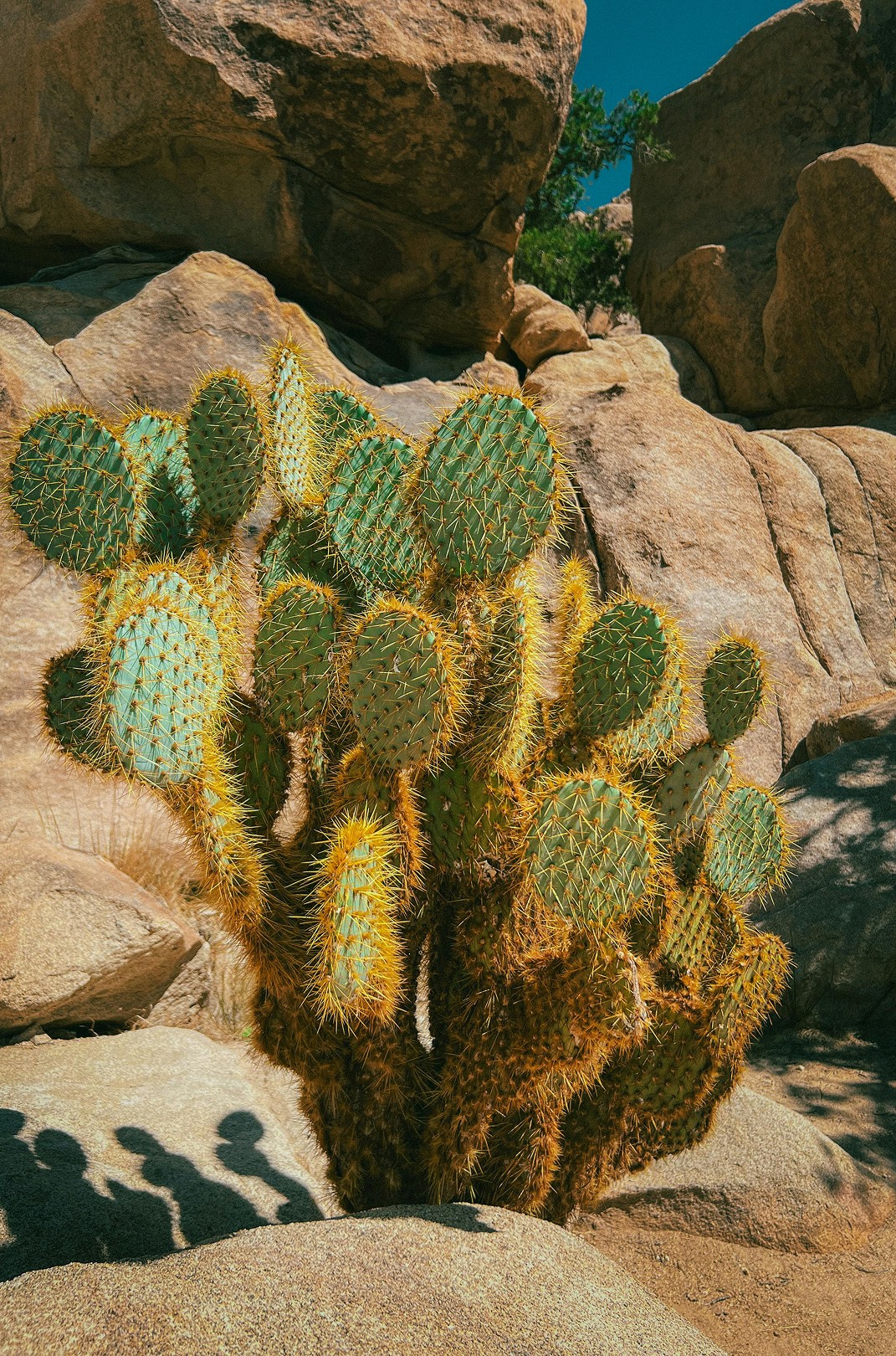 Close-up of green cacti growing in a dry, desert environment