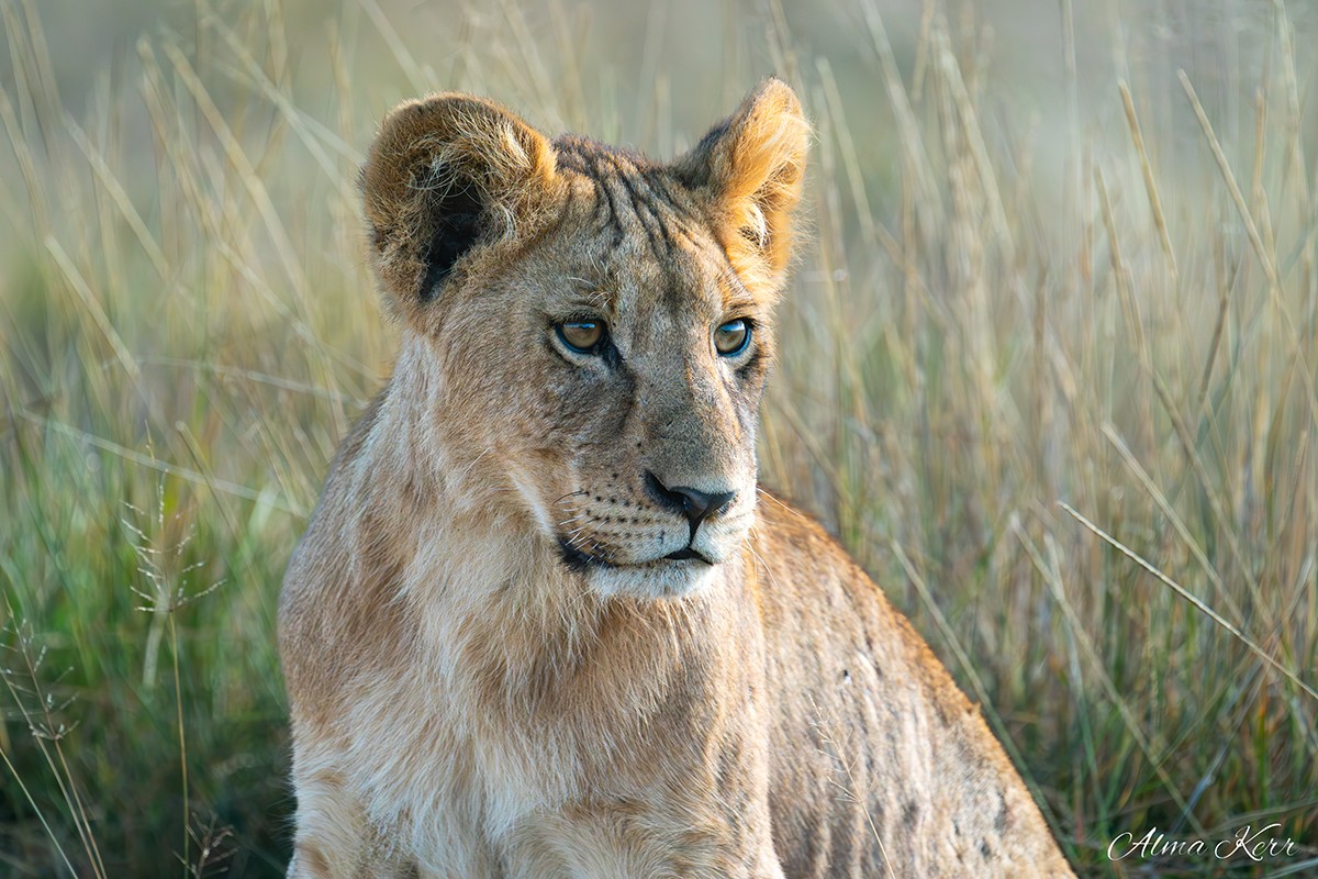 Amboseli Guest Blog