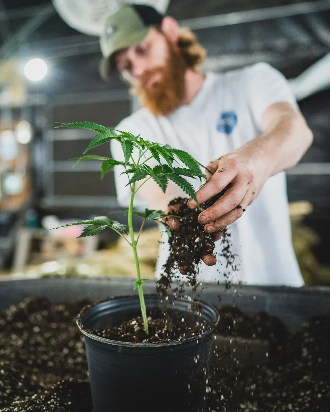 Grower adding living soil around a young cannabis plant grown from seed at Sunkissed Farm in Windsor, Vermont