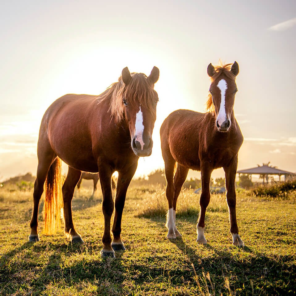 Horseback riding along the beach in Vieques, offering a relaxing and scenic island experience.