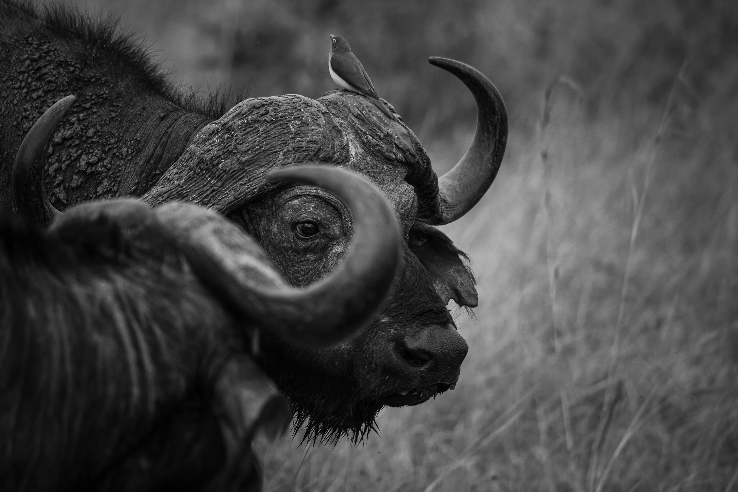 A high contrast black and white close up portrait of a water buffalo looking at the camera.