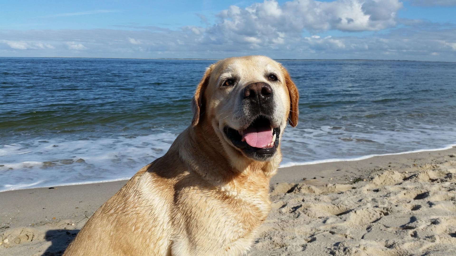 A Labrador Retriever is standing on the sand on the beach.