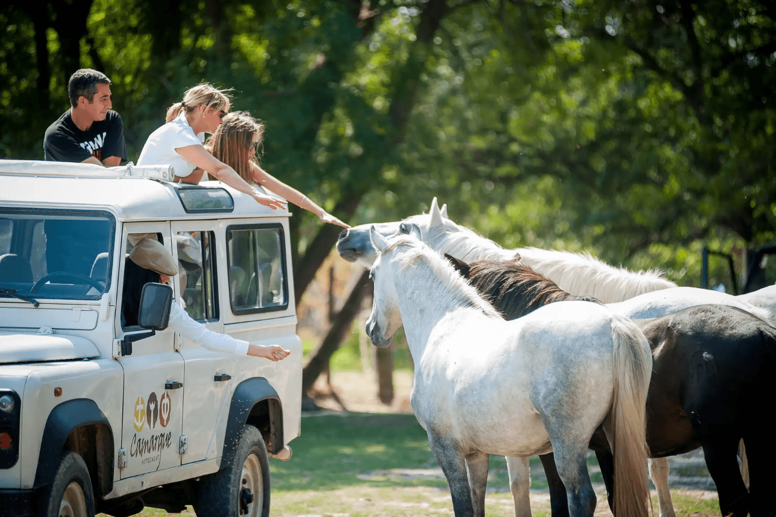 Balade en 4X4 en camargue avec des chevaux
