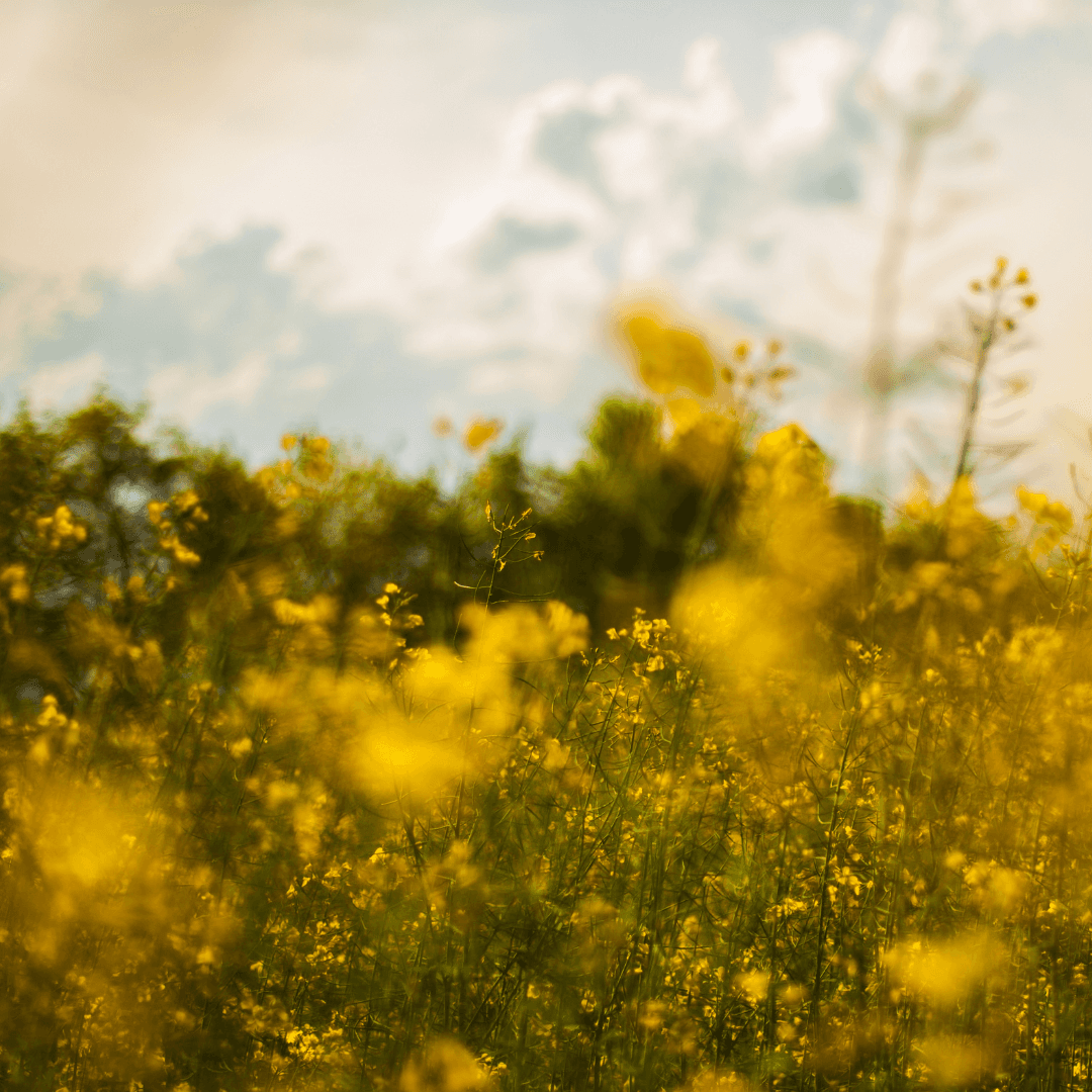 field of flowers