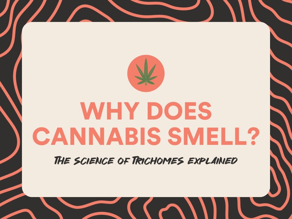 Title text reading "Why Does Cannabis Smell?" with sub title text reading "The science of Trichomes explained"