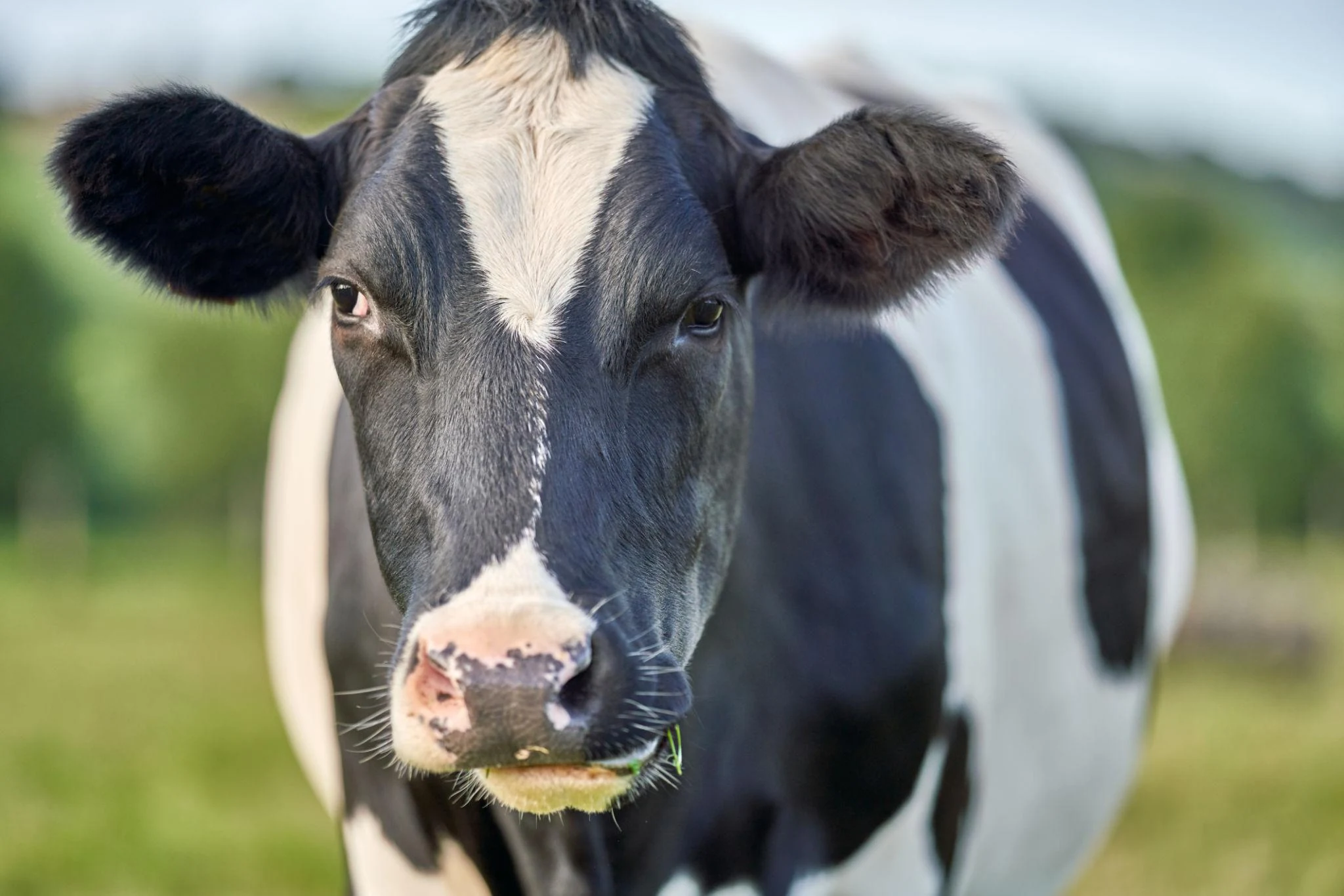 Holstein Friesian cow in a green field