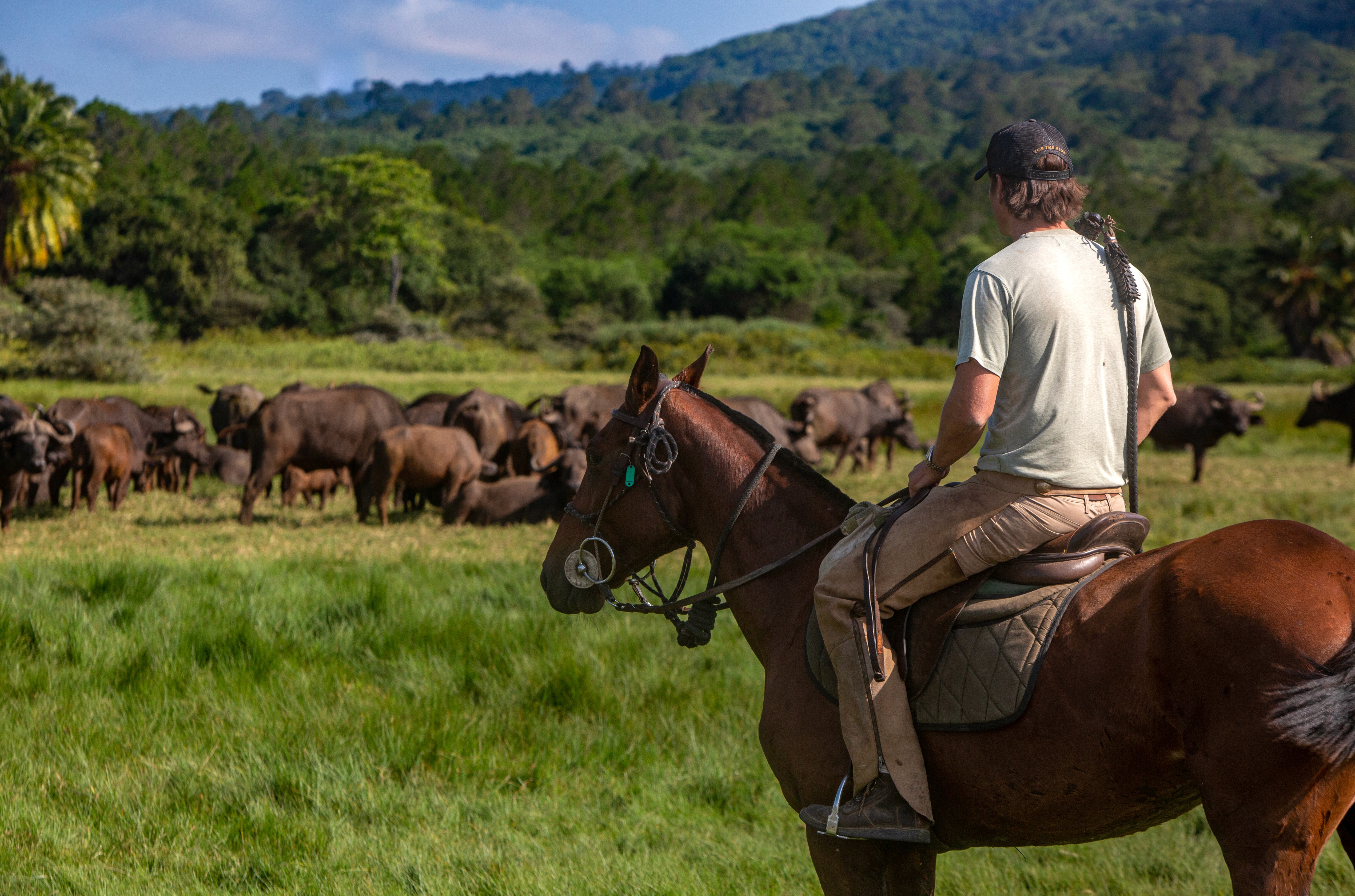 Kilimanjaro Elephant Ride ridsafari, Tanzania. En ryttare till häst i grönskande gräslandskap med en stor hjord afrikanska bufflar i bakgrunden, och kullar och höga berg längre bort.