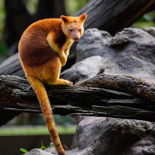 一只红棕色毛皮的树袋鼠坐在一根圆木上，周围环绕着天然森林元素。