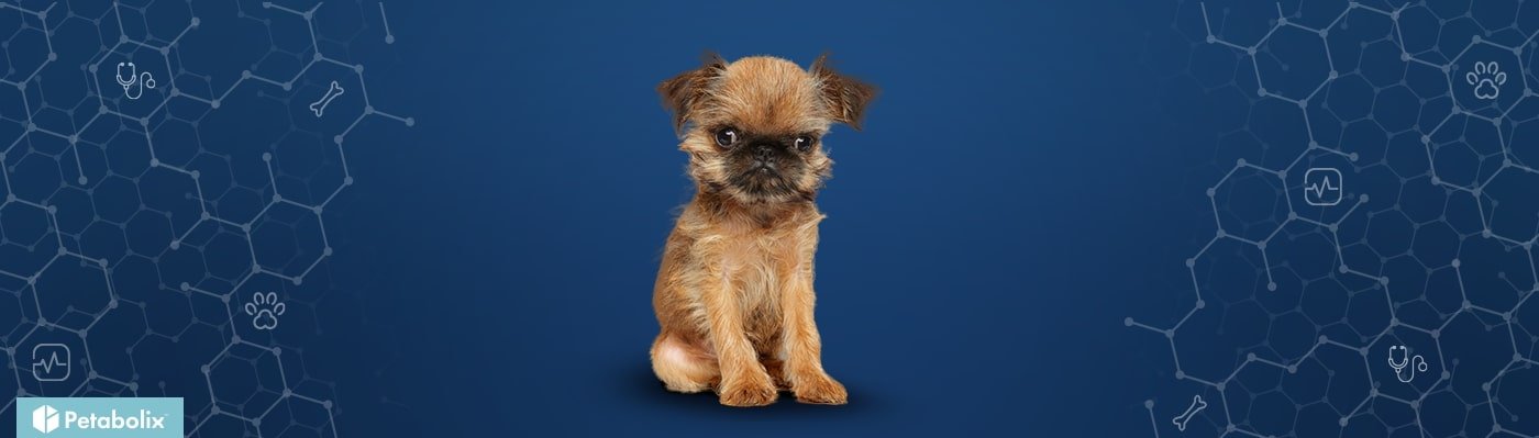 Brussels Griffon image