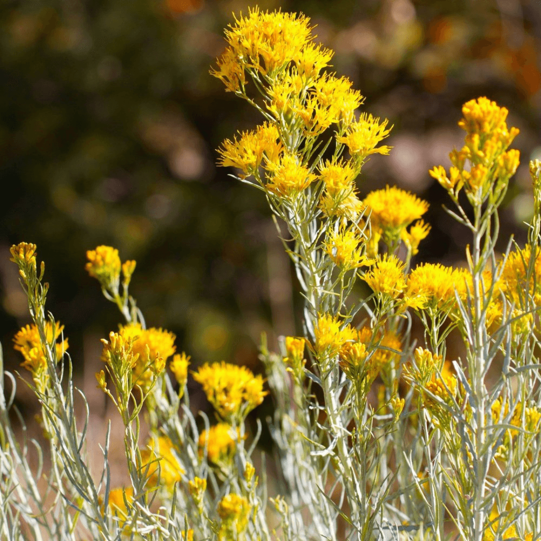 RabbitBrush