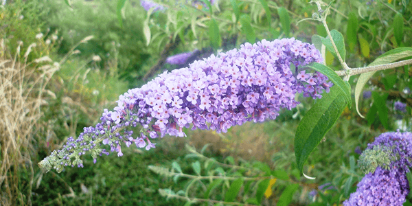 Buddleia de David (Buddleja davidii)