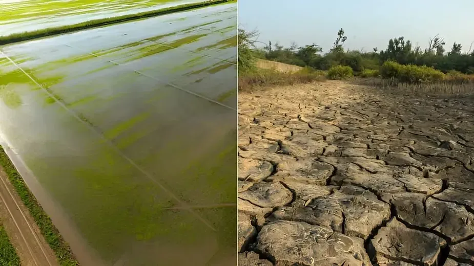 Difference Between Dryland and Wetland Farming.webp