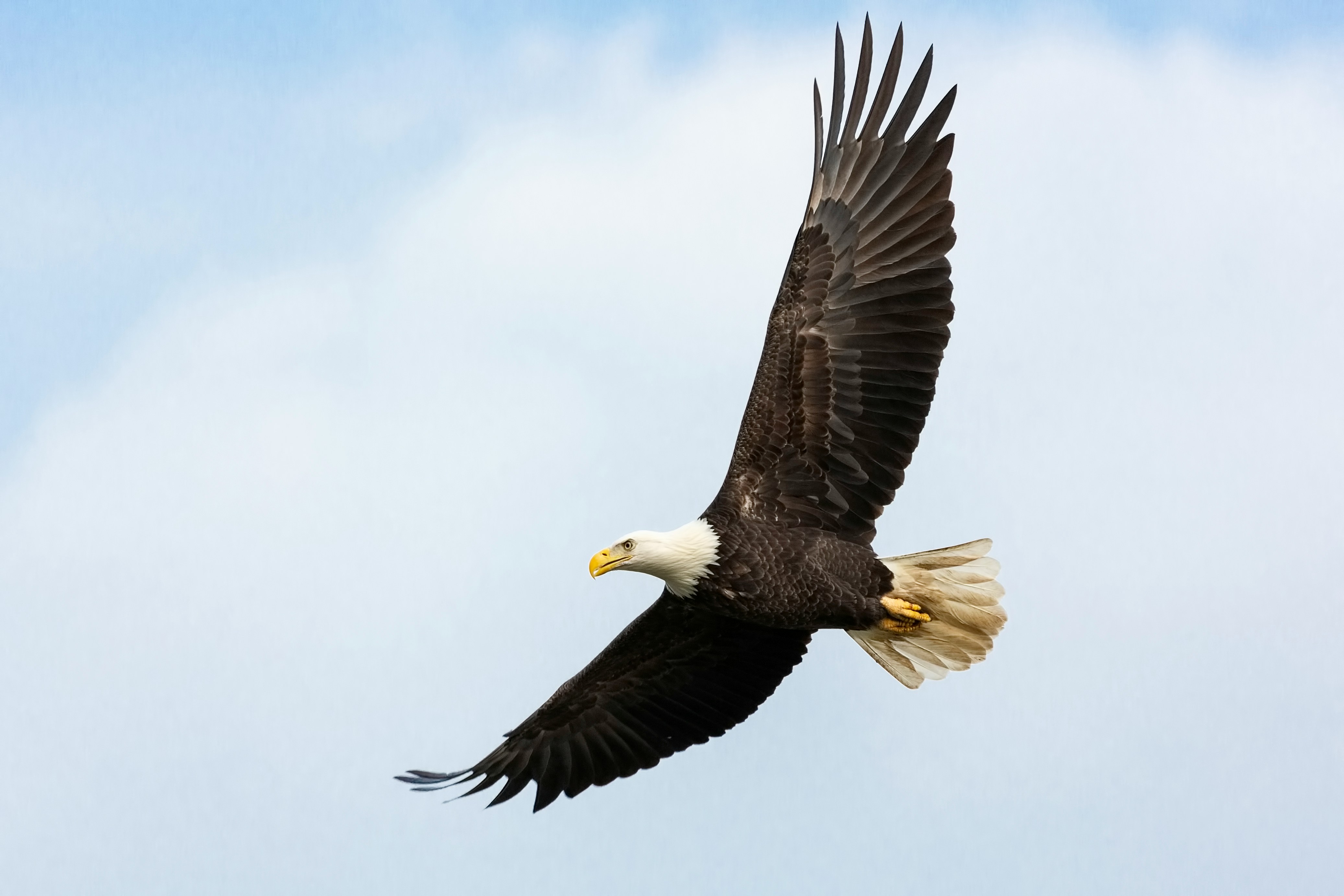 Bird Flying