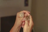 holding hamsters in hand