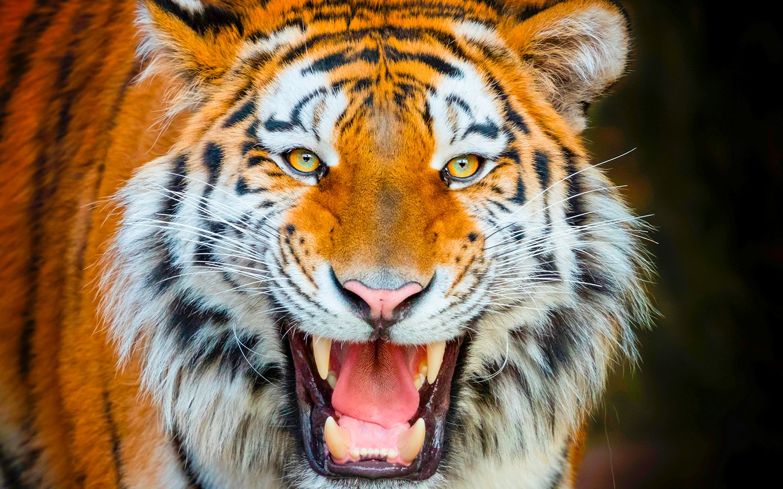 Tiger roaring at Terra Natura Benidorm.