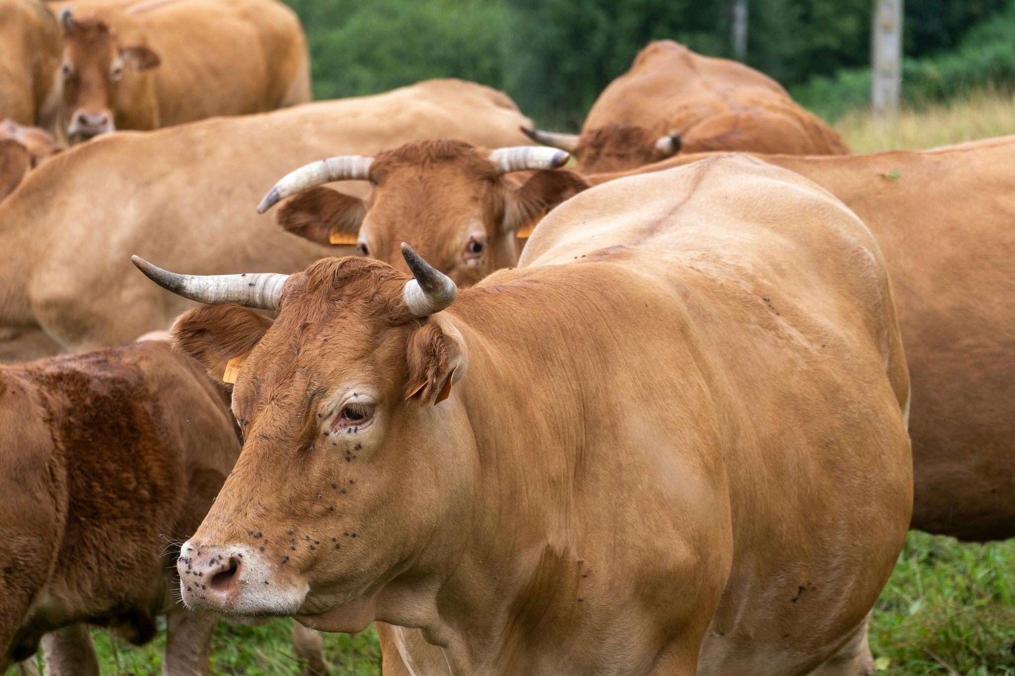 Cuánto forraje debe comer una vaca lechera al día