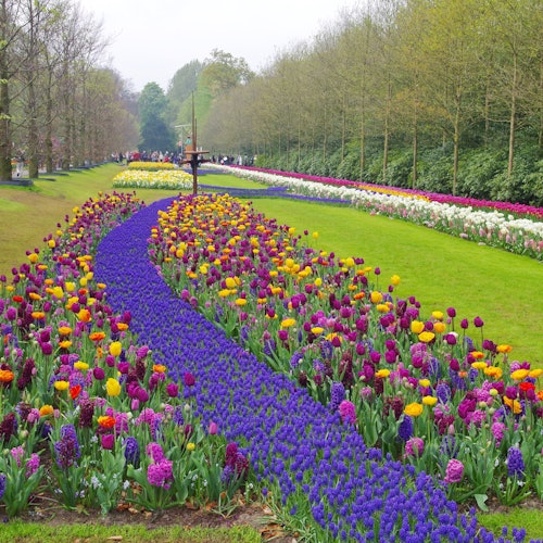 A garden with vibrant rows of tulips and hyacinths, creating a winding pattern. Trees line the sides, with pathways and people in the distance.