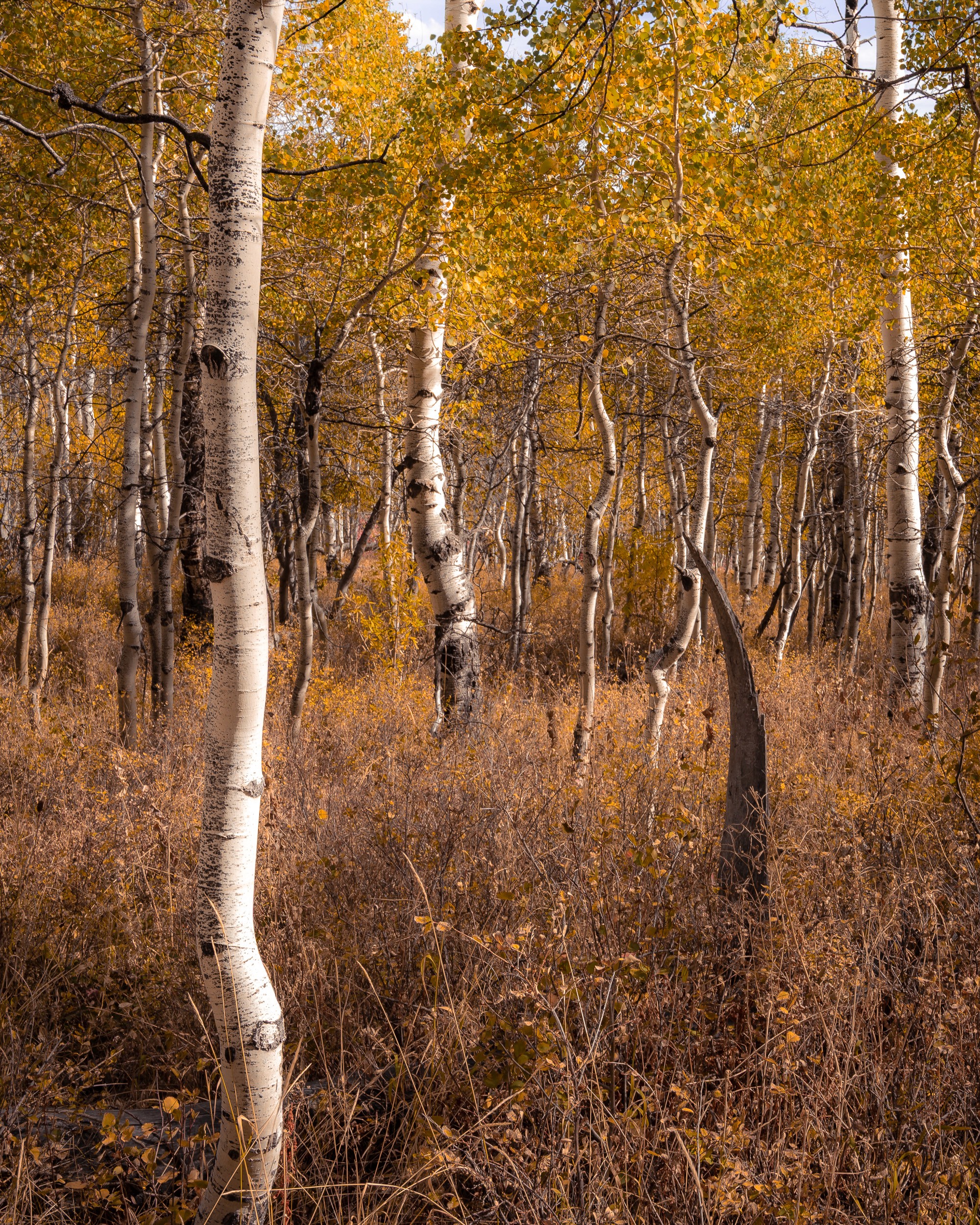 Fall aspens inside the Alpine Loop, Utah