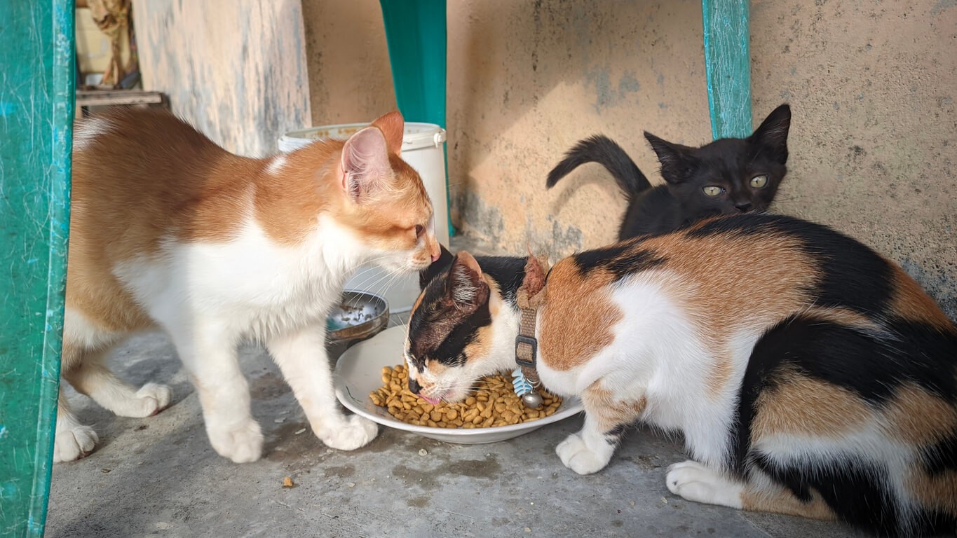 cat colony eating food