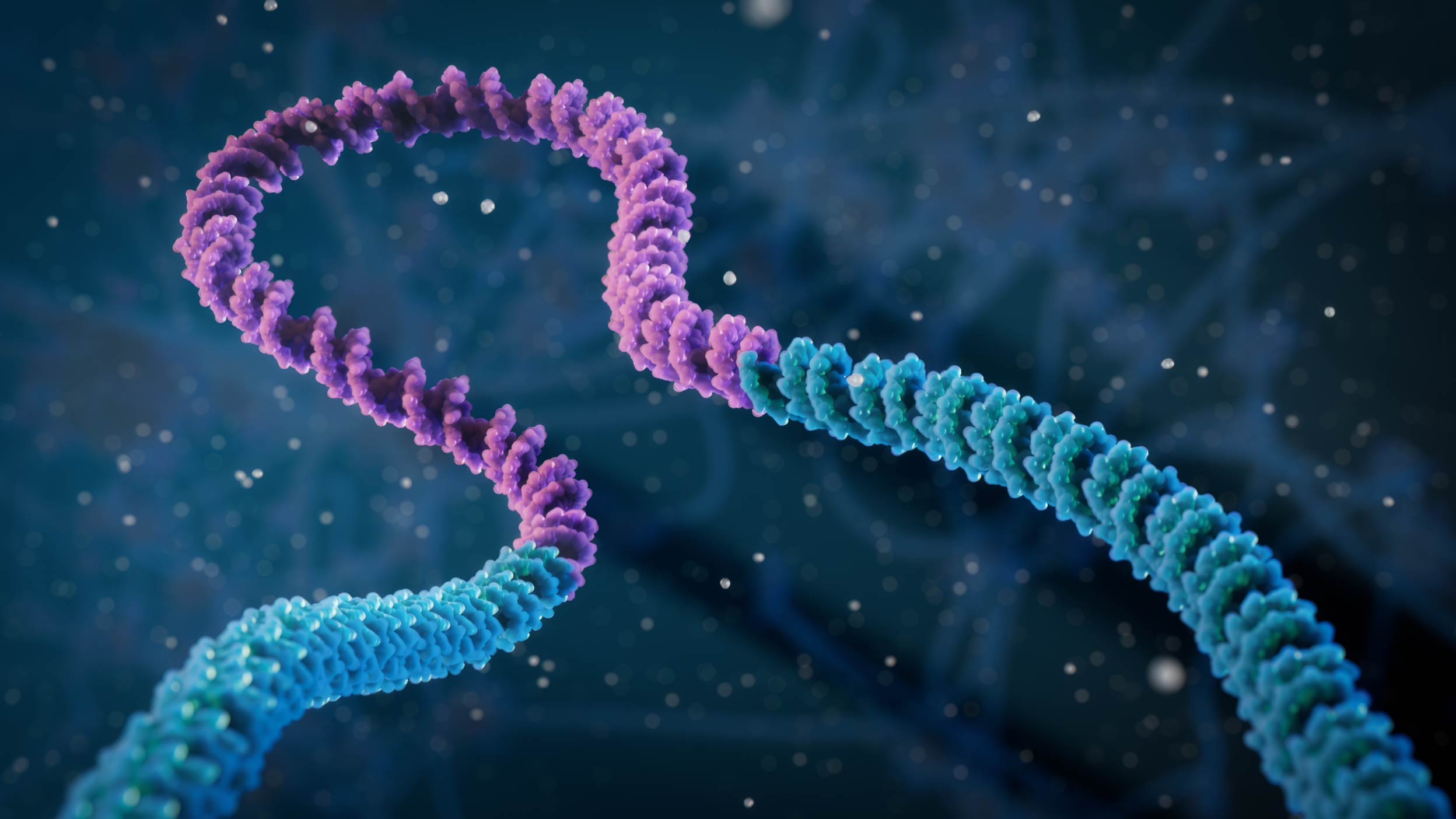 Short insertion in the DNA molecule