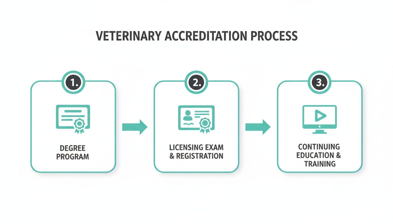 An infographic illustrating the 3-step veterinary accreditation process: degree program, licensing, and continuing education.
