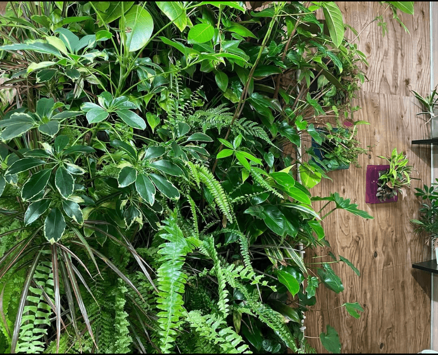Indoor clean healthy soil-less green walls from Midorie Canada