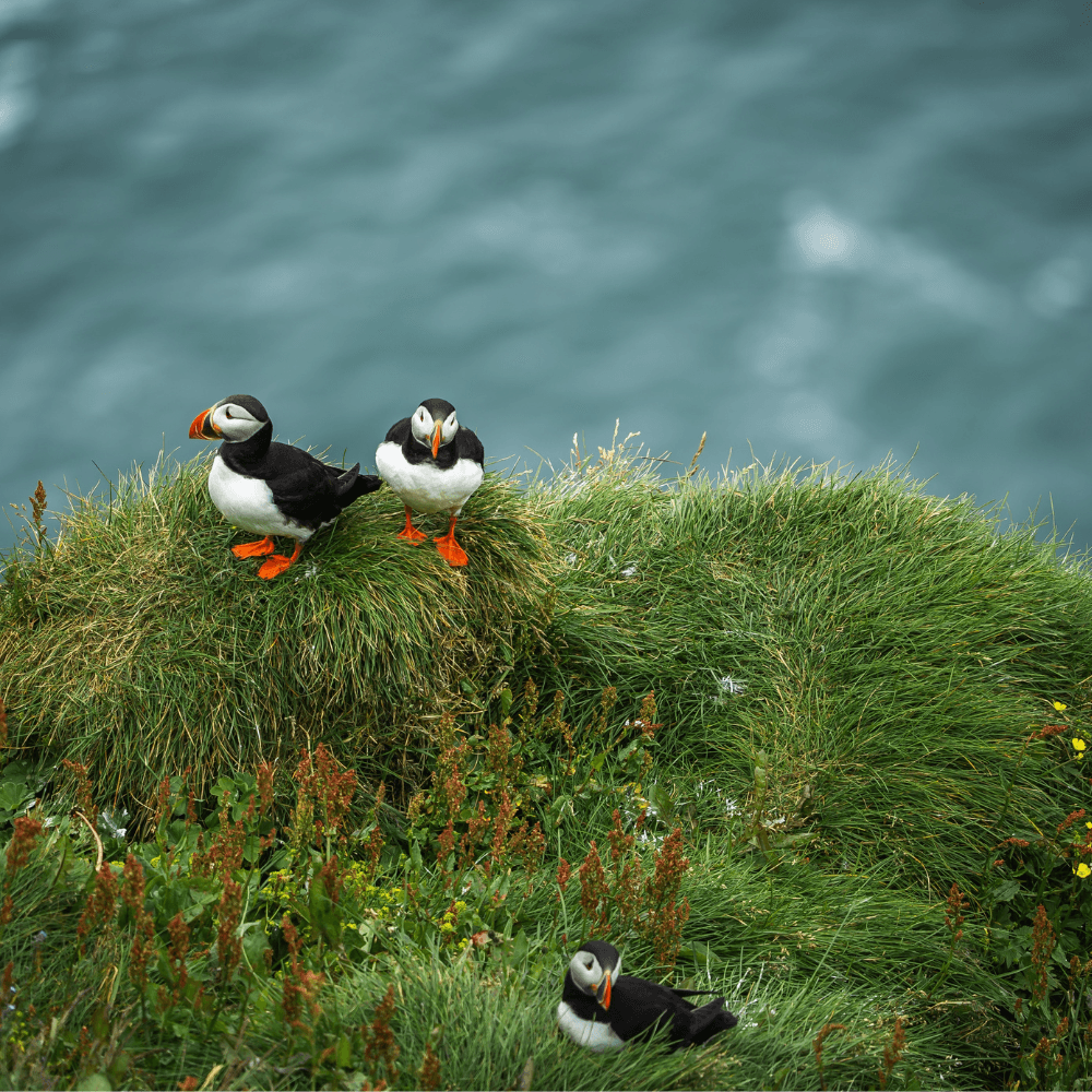 Puffins at Dyrhólaey promontory near Vík Iceland sitting on green cliffside above the ocean, a popular South Coast wildlife and birdwatching destination.