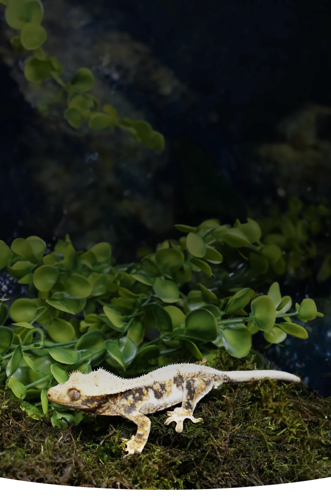 A gecko on moss