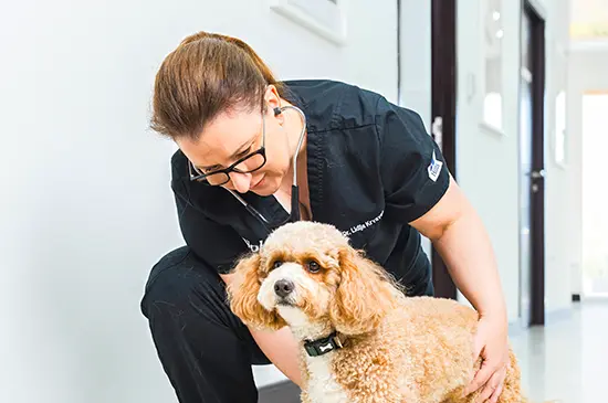 Dr. Lidija Krvavac crouching to greet an apricot poodle in a bright clinic hallway.