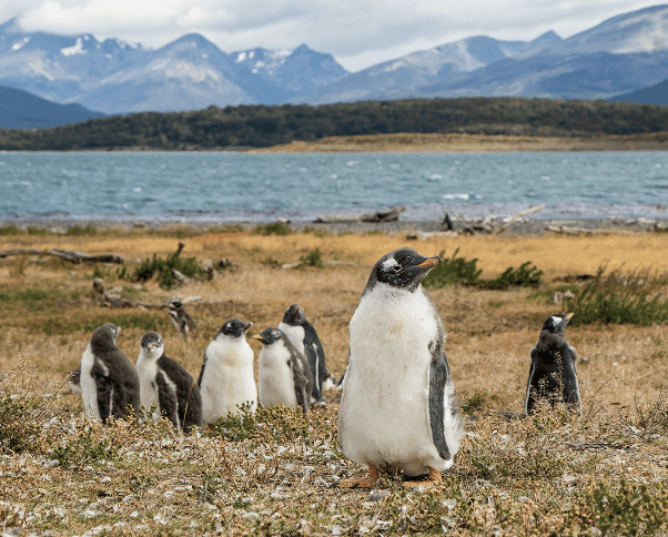 A group of penguins
